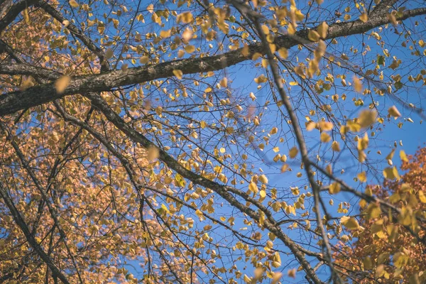 Albero Colorato Foglie Modello Lussureggiante Nella Foresta Con Rami Luce — Foto Stock