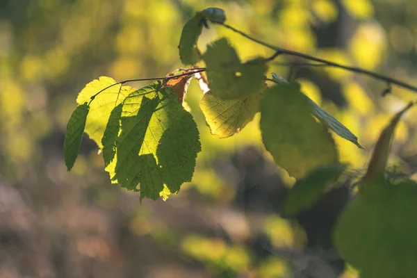 枝と日光田舎 ヴィンテージの古いフィルムの外観で初期の秋の自然の中でフォレスト色の木葉緑豊かなパターン — ストック写真