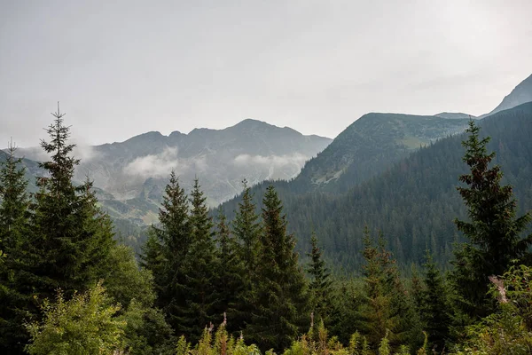 森林と早い紅葉の木々 で覆われた曇りや霧のスロバキア語西カルパティア タトラ山スカイライン — ストック写真