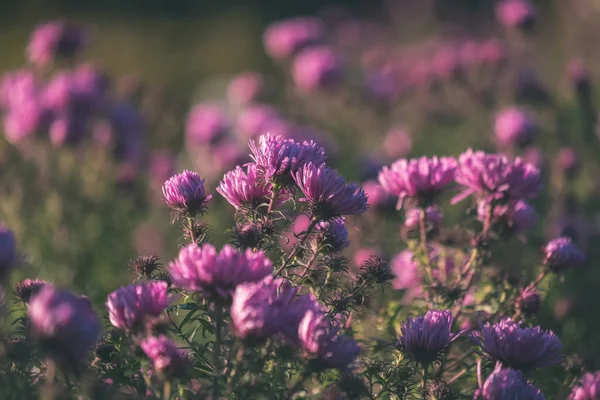 Viola Fiori Autunnali Sfondo Sfocato Campagna Luce Del Mattino Vintage — Foto Stock