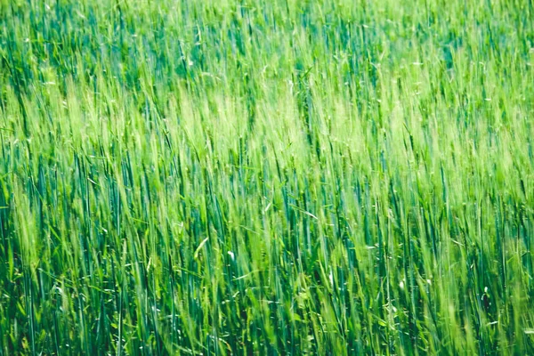 Влітку Зелені Галявини Абстрактним Візерунком Травою Квітами Сонячний День Латвії — стокове фото