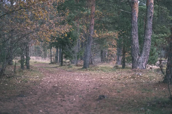 Einsame Bäume Mit Letzten Farbigen Blättern Zweigen Kurz Vor Dem — Stockfoto