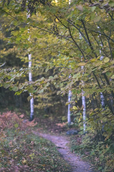 Bouleau Luxuriant Dans Forêt Automne Colorée Avec Troncs Arbre Feuilles — Photo