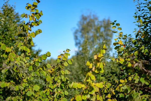 Krásné Stromy Zelené Listí Lese — Stock fotografie