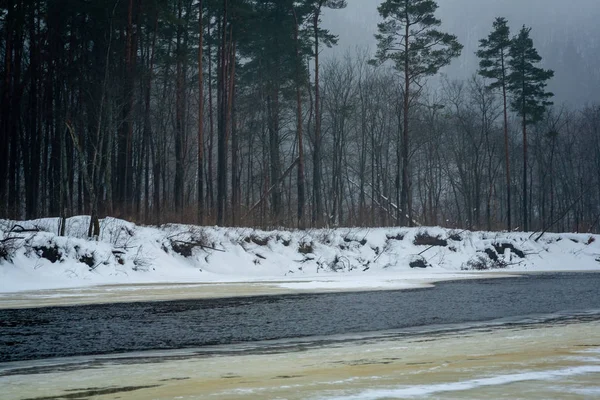 Forêt Sauvage Hiver Avec Neige Tard Dans Soirée Avant Coucher — Photo