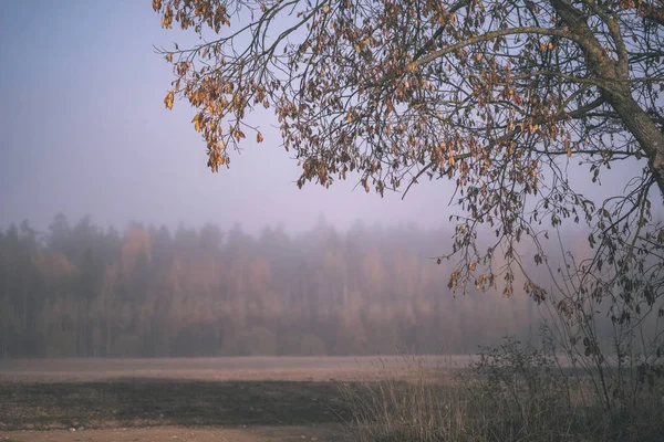 Угождать Чувствам Уму Эстетически Одинокие Осенние Деревья Прячущиеся Тумане Осеннем — стоковое фото