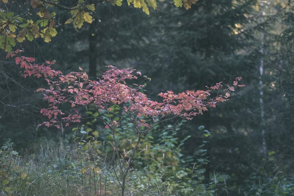 Arbres Automne Nus Avec Peu Feuilles Rouges Sur Fond Flou — Photo