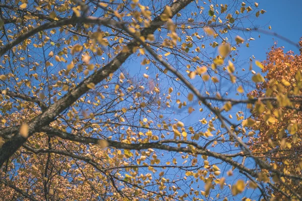 Színes Levelek Buja Minta Erdő Ágak Napfényt Korai Őszi Természet — Stock Fotó