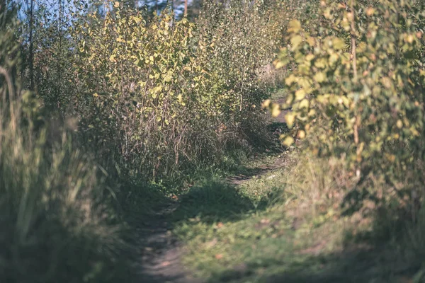 在秋天森林与彩叶的徒步小道 复古老影片看 — 图库照片