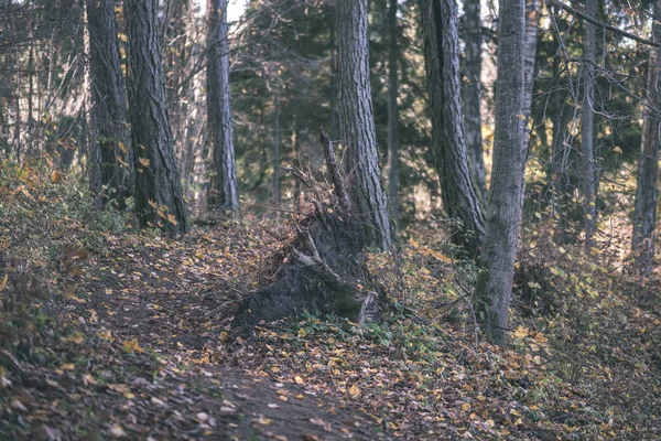 いくつかの紅葉と明るい空 ヴィンテージの古いフィルムの外観と晩秋の森の中で自然の観光トレイル — ストック写真