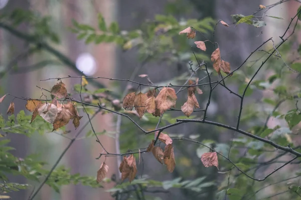 初秋の森の枝や美しい木葉のクローズ アップ ビュー — ストック写真