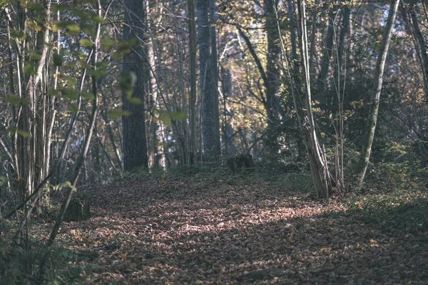 Природна Туристична Стежка Лісі Наприкінці Осені Деякими Кольоровими Листям Яскравим — стокове фото