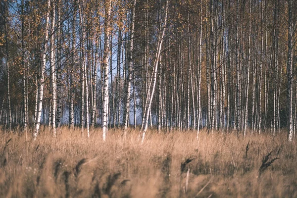 Leuchtend Gelb Gefärbte Birkenblätter Und Äste Herbst Strukturierter Natürlicher Hintergrund — Stockfoto