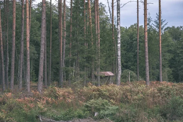 Trockener Kiefernwald Herbst Sanfte Textur Aus Baumstämmen Und Verschwommener Hintergrund — Stockfoto