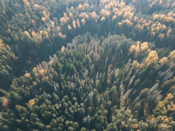 Imagem Drone Vista Aérea Rio Ondulado Outono Floresta Colorida Latvia — Fotografia de Stock