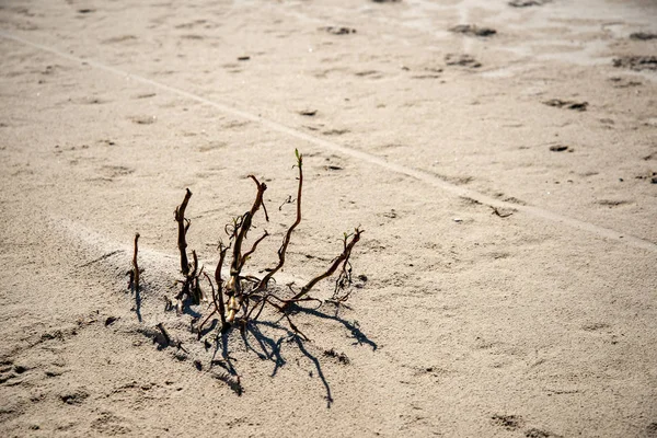 Άδειο Παραλία Καφέ Άμμο Την Άνοιξη — Φωτογραφία Αρχείου