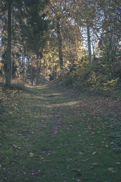 Puste Drogi Jesienią Objęte Żółte Liście Parku Między Pnie Drzew — Zdjęcie stockowe