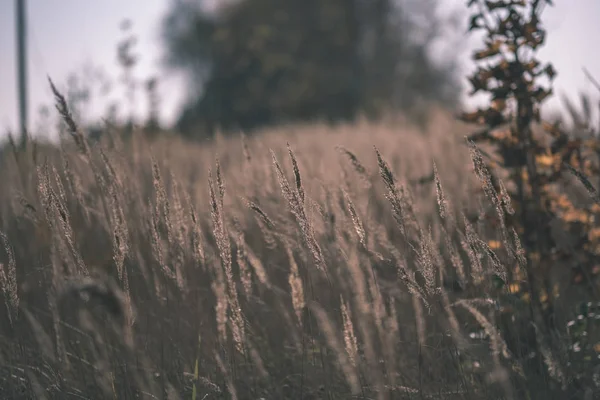 Трава Изгибает Абстрактную Природную Текстуру Размытым Фоном Осенними Цветами Старинная — стоковое фото