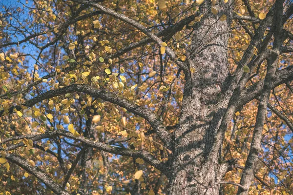 Albero Colorato Foglie Modello Lussureggiante Nella Foresta Con Rami Luce — Foto Stock