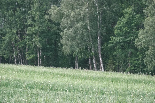 Letní Zelené Louky Abstraktní Vzor Tráva Květiny Slunečný Den Lotyšsku — Stock fotografie