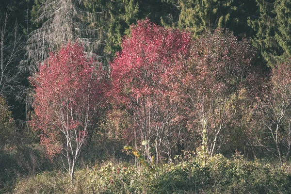 Naakte Herfst Bomen Met Enkele Rode Bladeren Groene Wazig Achtergrond — Stockfoto