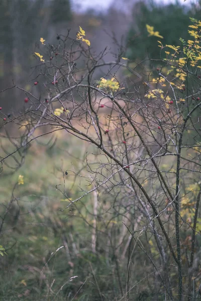 Ensamt Träd Med Senaste Färgade Blad Grenar Strax Innan Vintern — Stockfoto