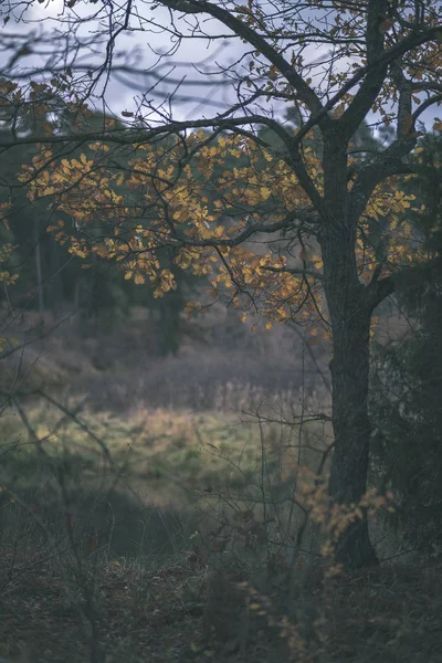 Árvores Solitárias Com Folhas Coloridas Últimas Ramos Pouco Antes Inverno — Fotografia de Stock