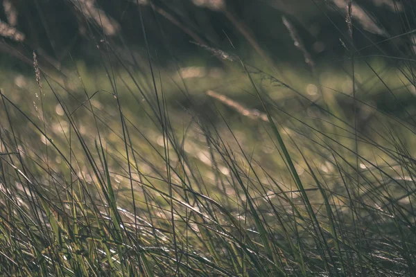 Zelené Listí Počátkem Podzimu Rozostření Pozadí Některé Barevné Podzimní Listí — Stock fotografie