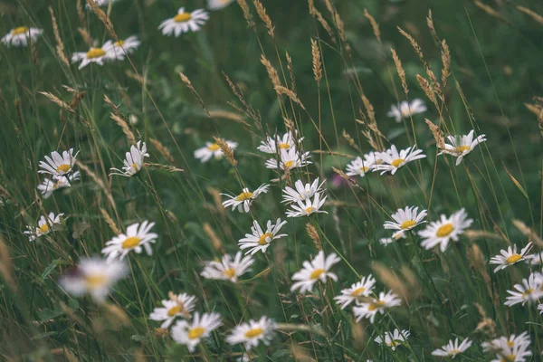 Nahaufnahme Von Gänseblümchen Auf Der Wiese — Stockfoto