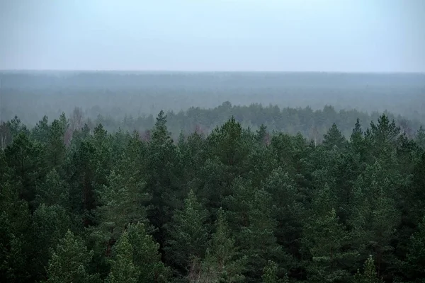 Widok Las Sosnowy Mglisty Jesienią — Zdjęcie stockowe