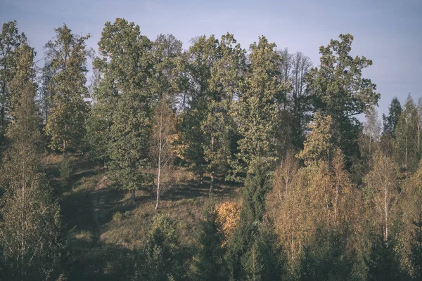 Détails Forêt Fin Automne Campagne Avec Troncs Arbres Feuilles Colorées — Photo