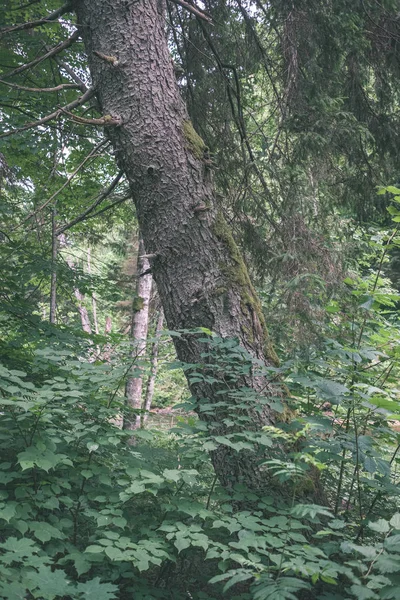 Крупным Планом Вид Сухого Ствола Упавшего Дерева Возрастными Линиями Естественной — стоковое фото