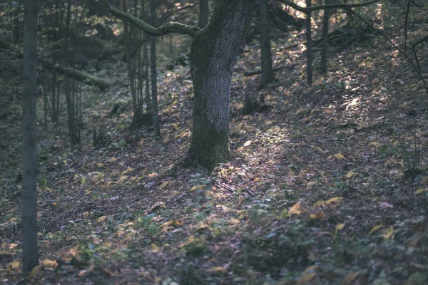 木の幹 紅葉の晴れた秋の日に空の枝と田舎で晩秋の森詳細 黄色の葉 ヴィンテージの古いフィルムの外観で地面が覆われて — ストック写真