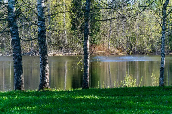 Lake Shore Distinct Trees Green Summer — Stock Photo, Image