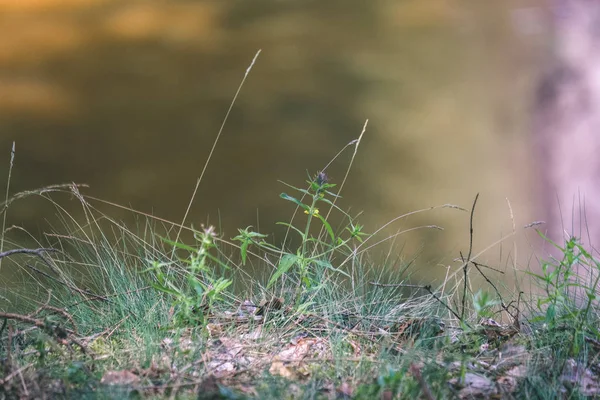 Закри Вистрілив Зеленої Трави Береги Річки Річки Amata Латвії Поблизу — стокове фото