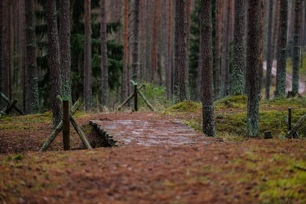 Παλιά Ξύλινα Trenshes Στο Δάσος Στη Λετονία Lozmetejkalns — Φωτογραφία Αρχείου