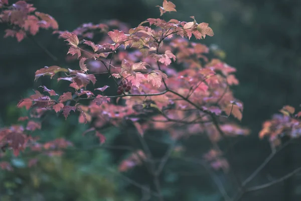 Голі Осінні Дерева Кількома Червоними Листям Зеленому Розмитому Фоні Восени — стокове фото