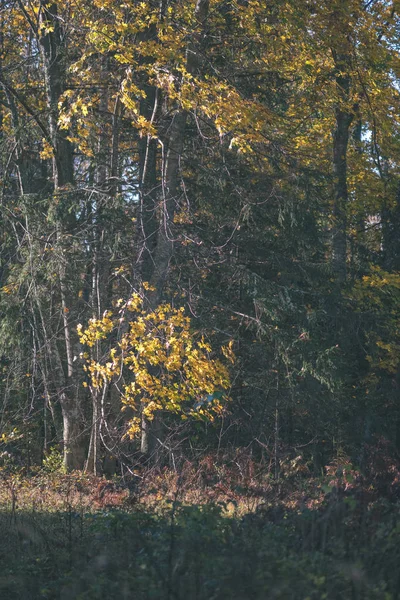 Πλούσια Μοτίβο Φύλλα Χρωματιστά Δέντρο Στο Δάσος Κλαδιά Και Ηλιακό — Φωτογραφία Αρχείου