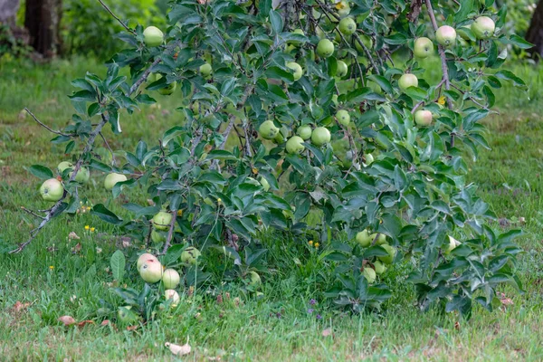 Apple Takken Vol Met Groene Appels Groene Zomerdag Met Regen — Stockfoto