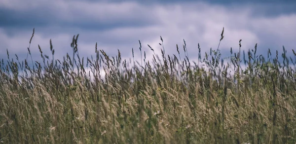 Летний Зеленый Луг Абстрактным Рисунком Травы Цветов Солнечный День Латвии — стоковое фото