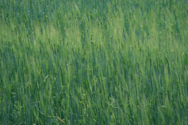 Zomer Groene Weide Met Abstracte Patroon Van Gras Bloemen Zonnige — Stockfoto