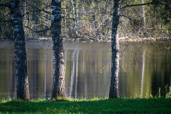 Rivage Lac Avec Des Arbres Distincts Été Vert — Photo