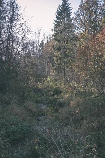 Detalhes Floresta Final Outono Campo Com Troncos Árvores Folhas Coloridas — Fotografia de Stock