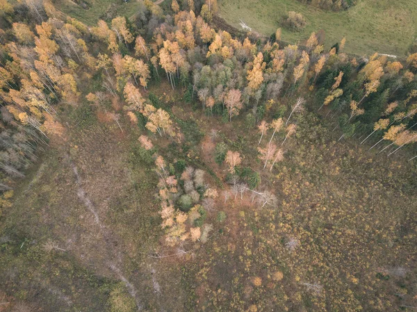 Imagem Drone Vista Aérea Área Rural Outono Com Árvores Cor — Fotografia de Stock