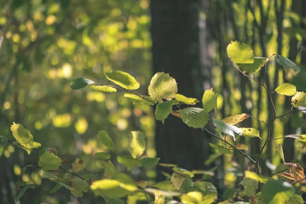 Farbige Baumblätter Saftige Muster Wald Mit Ästen Und Sonnenlicht Frühherbst — Stockfoto