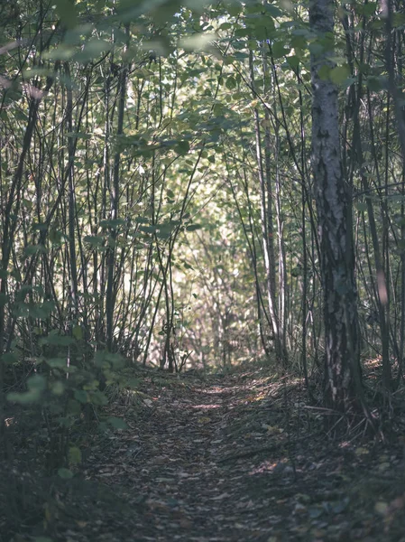 보이는 빈티지가 숲에서 하이킹 — 스톡 사진
