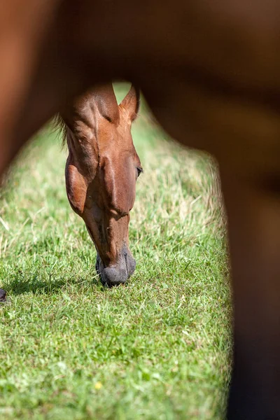 close up of brown wild horses feeding in green meadow