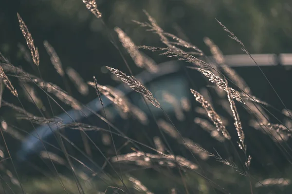 çim bents soyut doğa doku ile bulanıklık arka plan ve sonbahar renkleri - vintage eski film bakmak