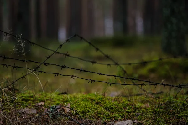 Staré Dřevěné Trenshes Lese Lotyšsku Lozmetejkalns — Stock fotografie