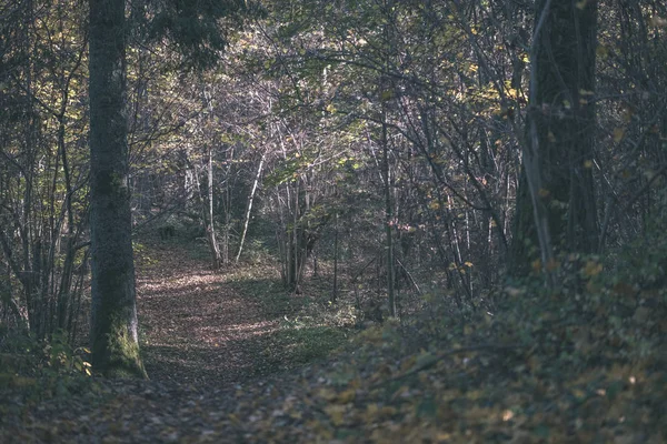 Trilha Turística Natural Madeiras Final Outono Com Algumas Folhas Coloridas — Fotografia de Stock